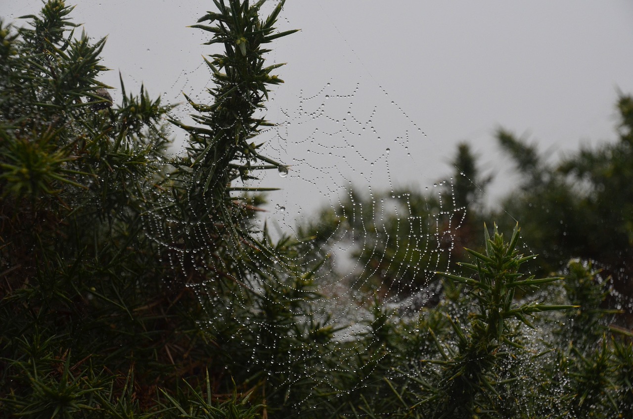 cobweb  dew  drip free photo