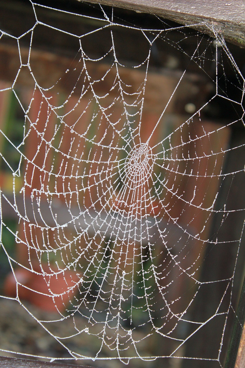 cobweb  frost  glisten free photo