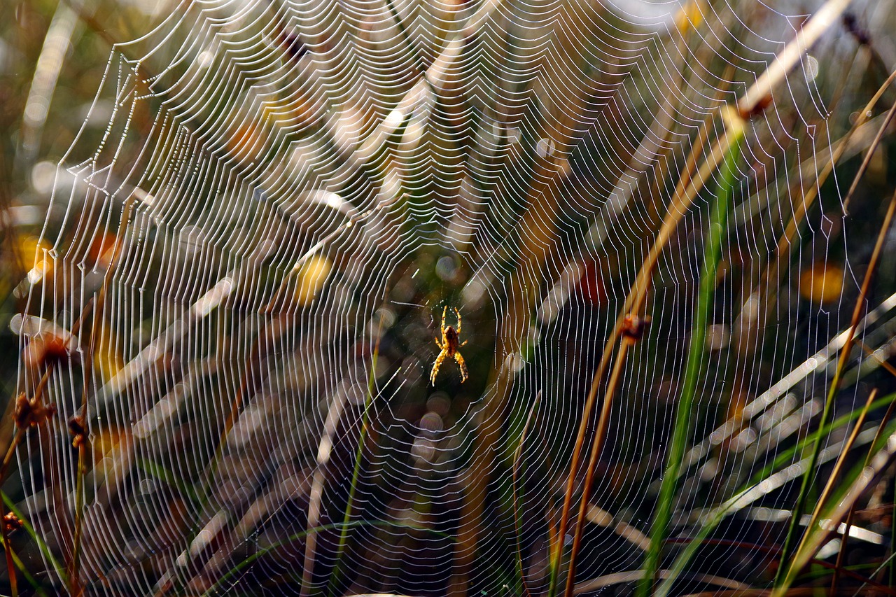 cobweb  spider  nature free photo