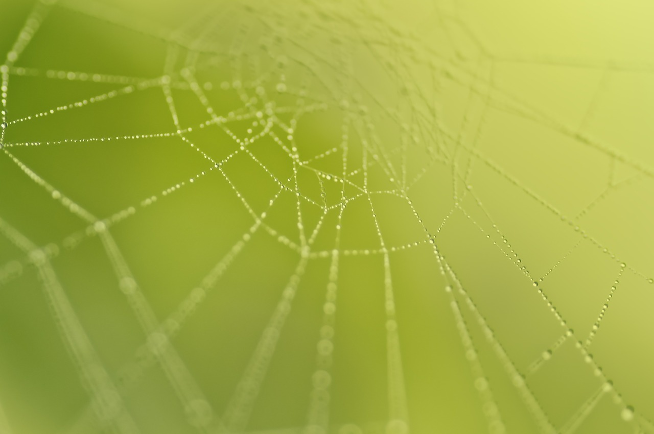 cobweb nature network free photo