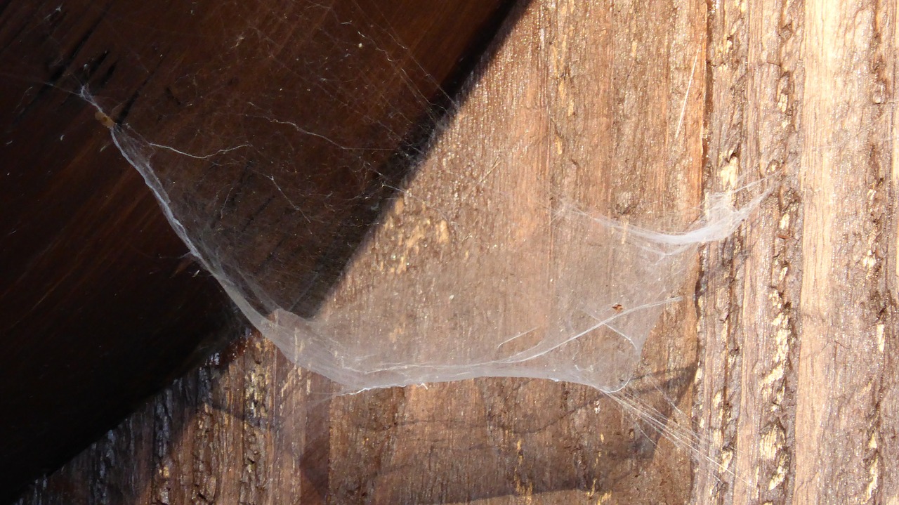cobweb network spider free photo