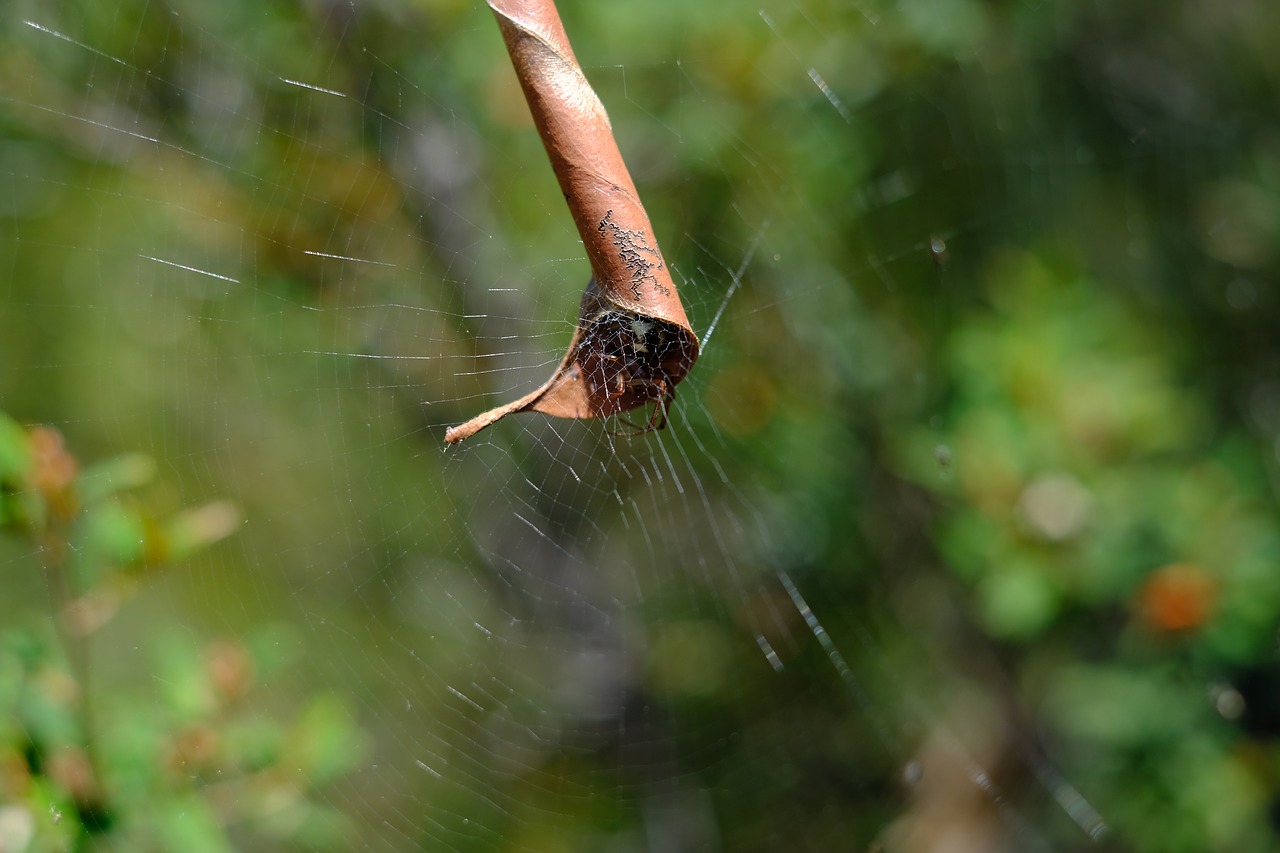 cobweb  web  hiding place free photo