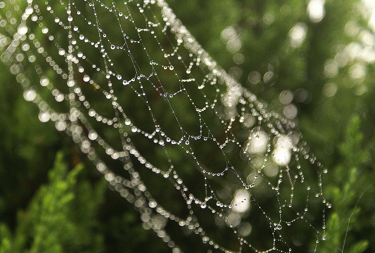 cobweb rosa morning dew free photo