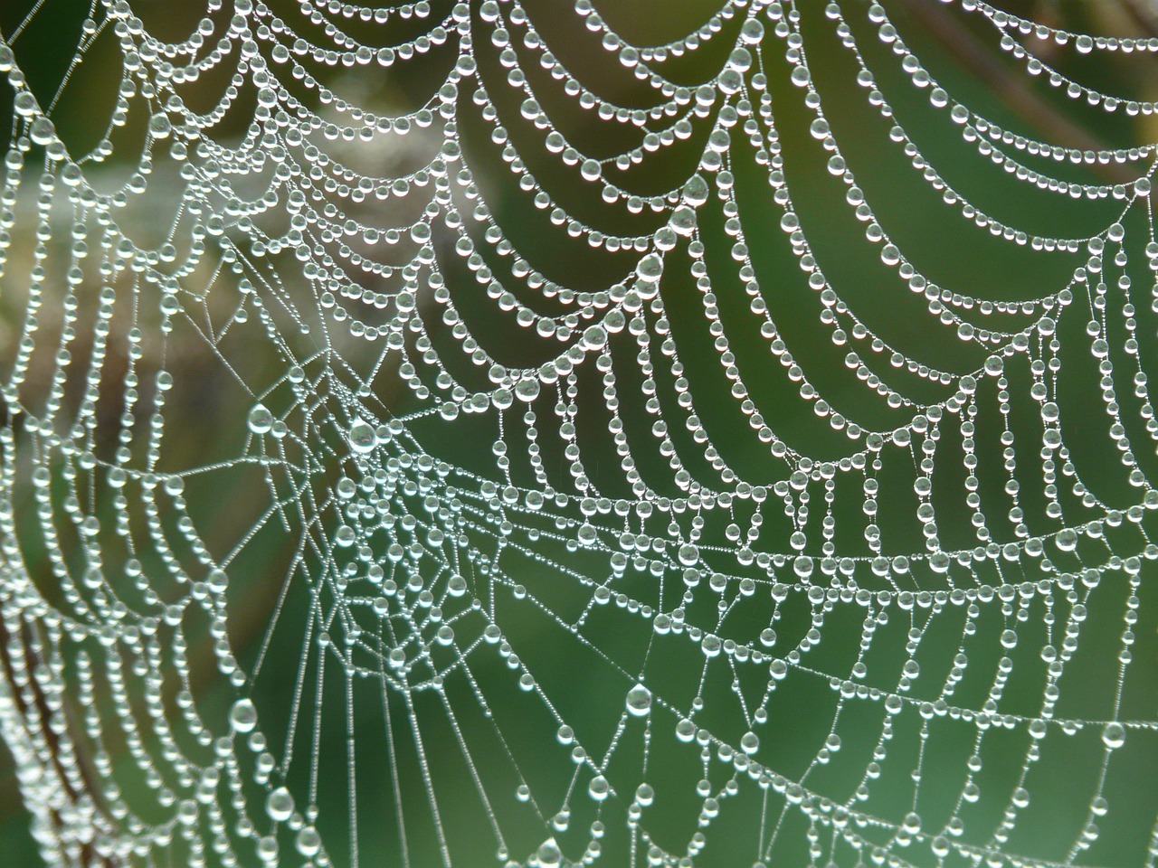 cobweb morgentau dew free photo
