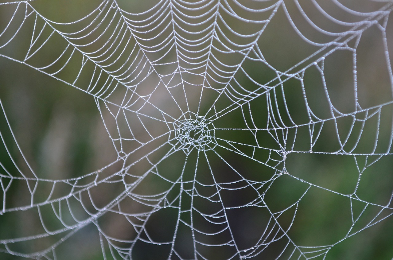 cobweb morning dew network free photo