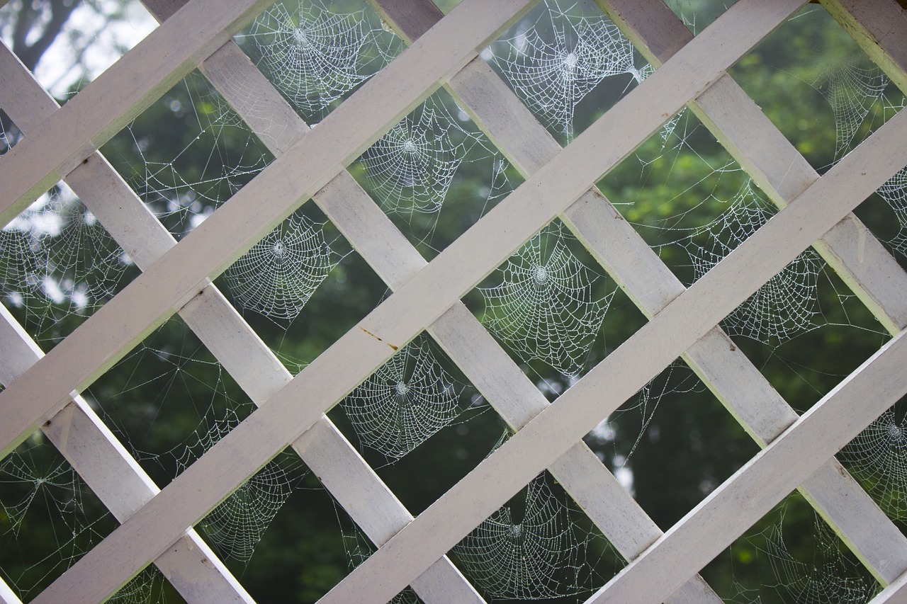 cobweb spider morning dew free photo
