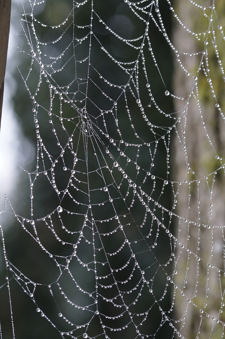 cobweb network orb web free photo