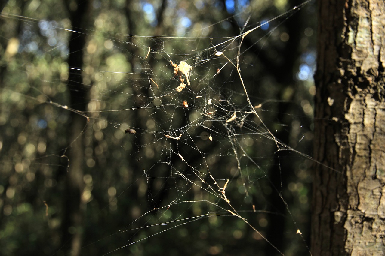 cobweb autumn forest free photo