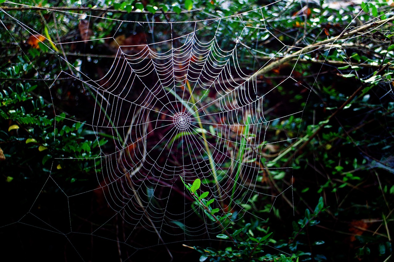 cobweb wheel spider network free photo