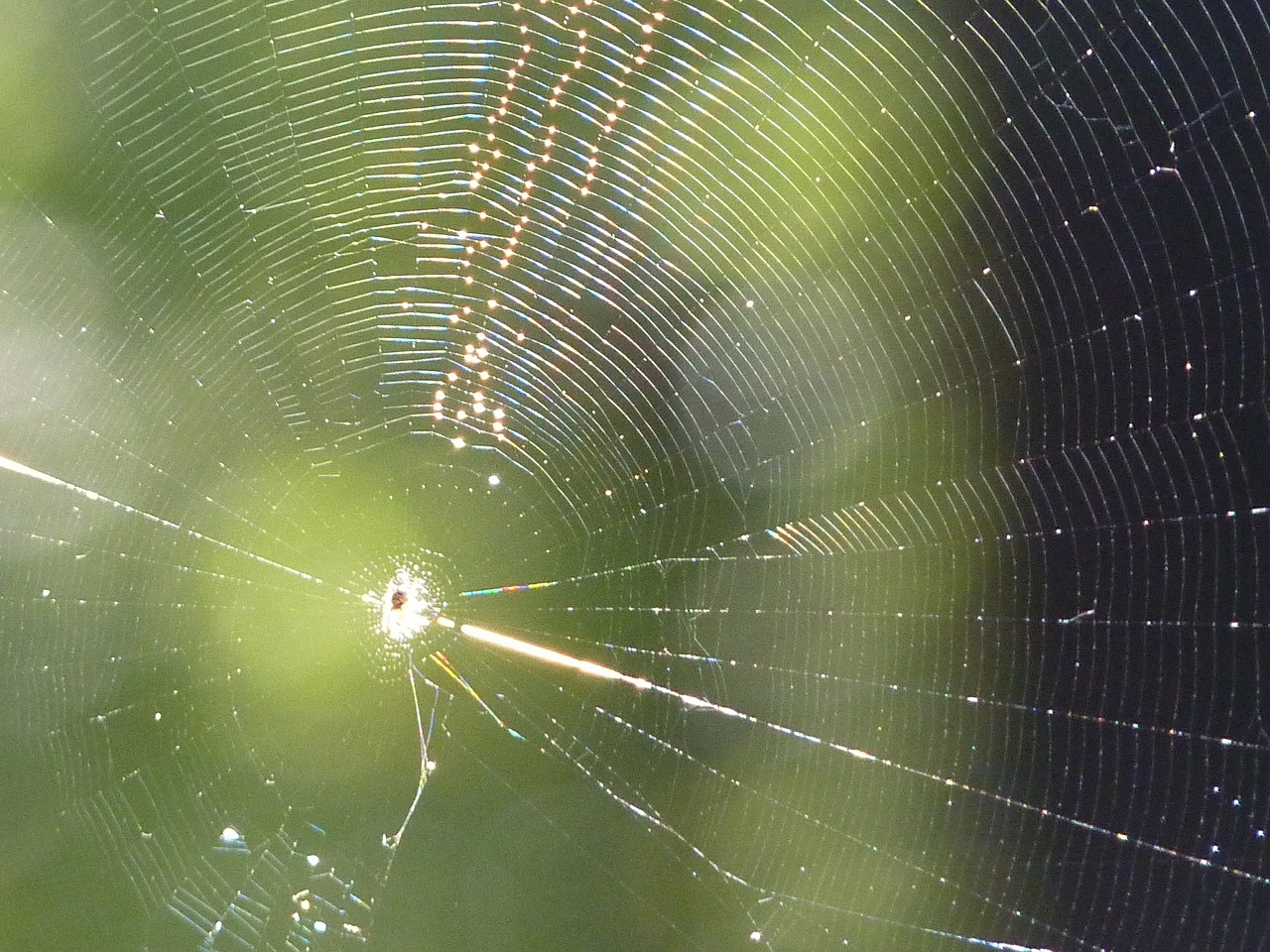 cobweb network spider free photo