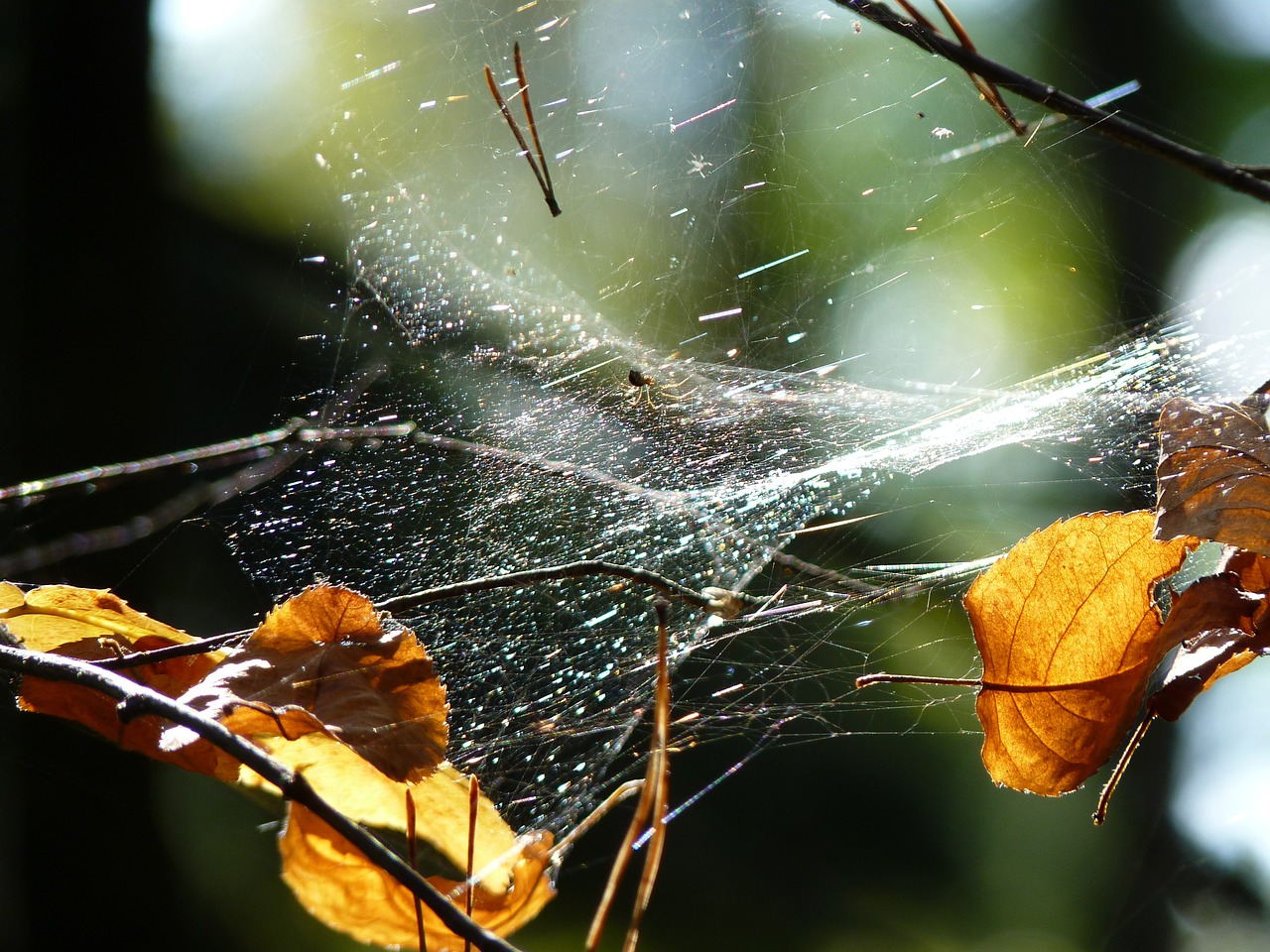 cobweb spider network free photo