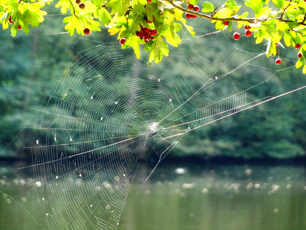 cobweb network tender free photo