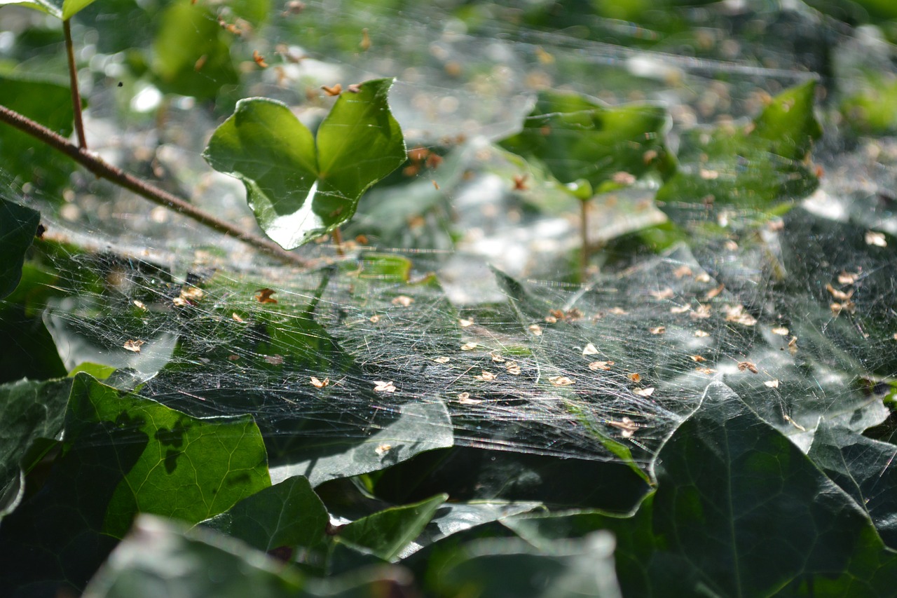 cobweb nature green free photo