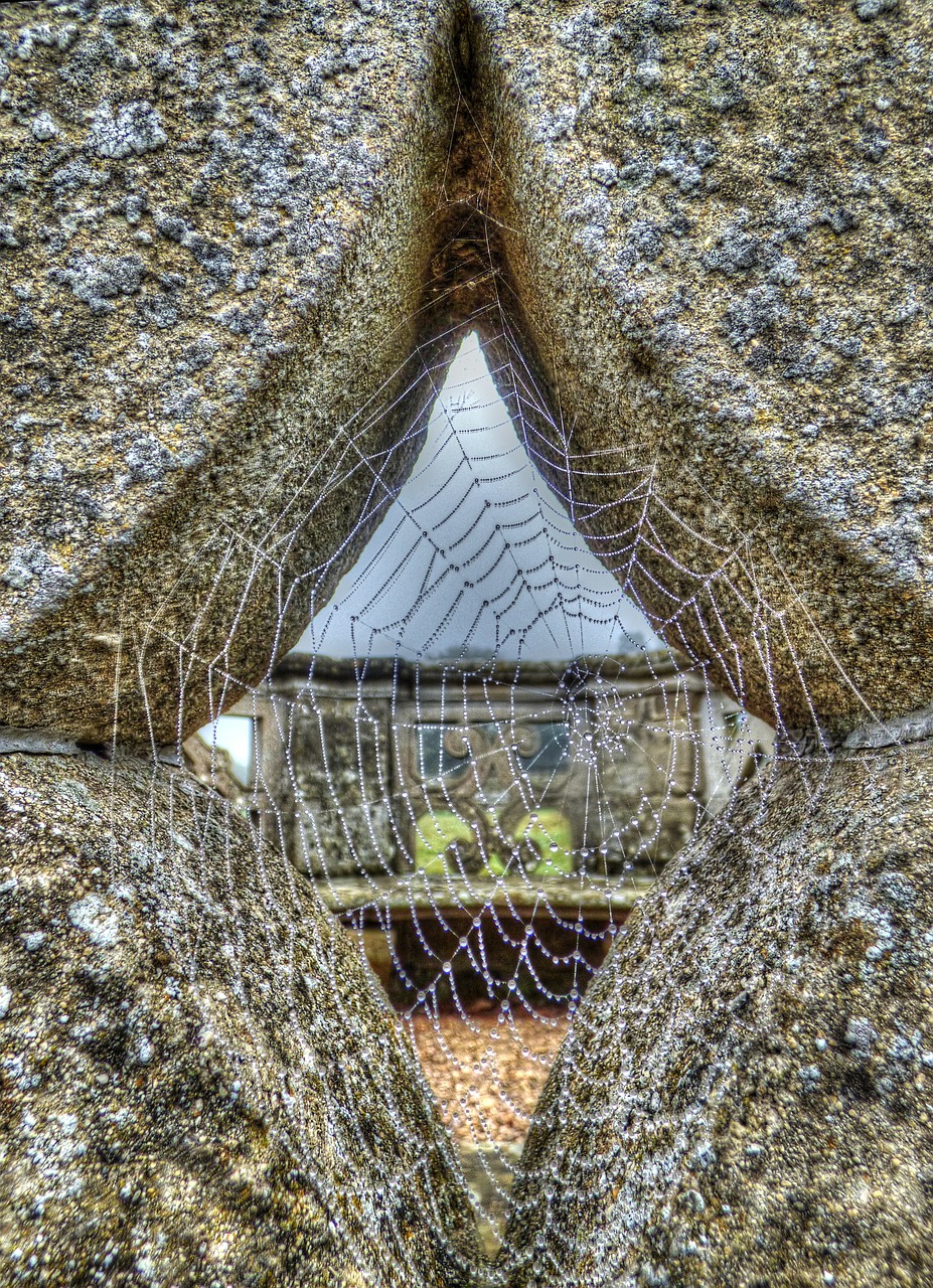 cobweb web spider free photo