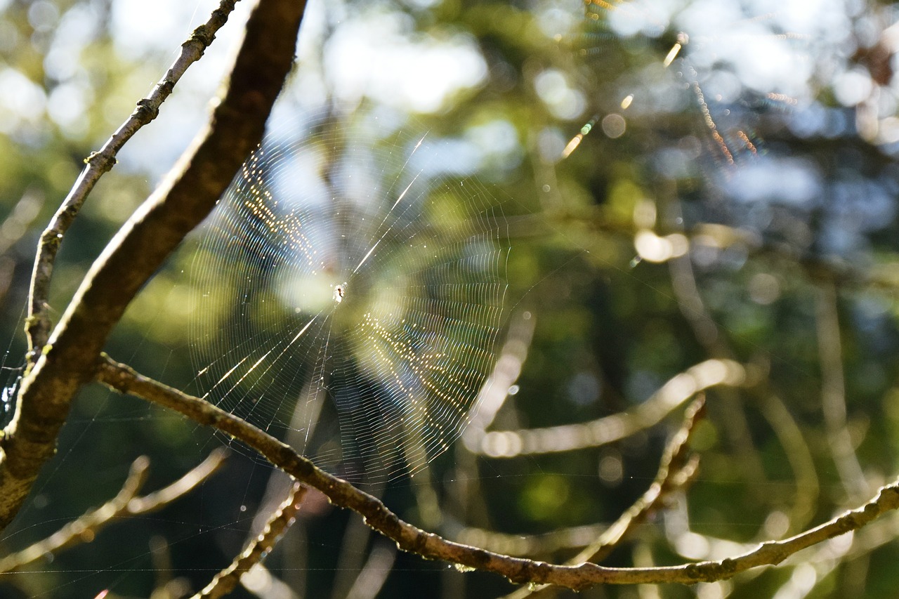 cobweb autumn spider free photo