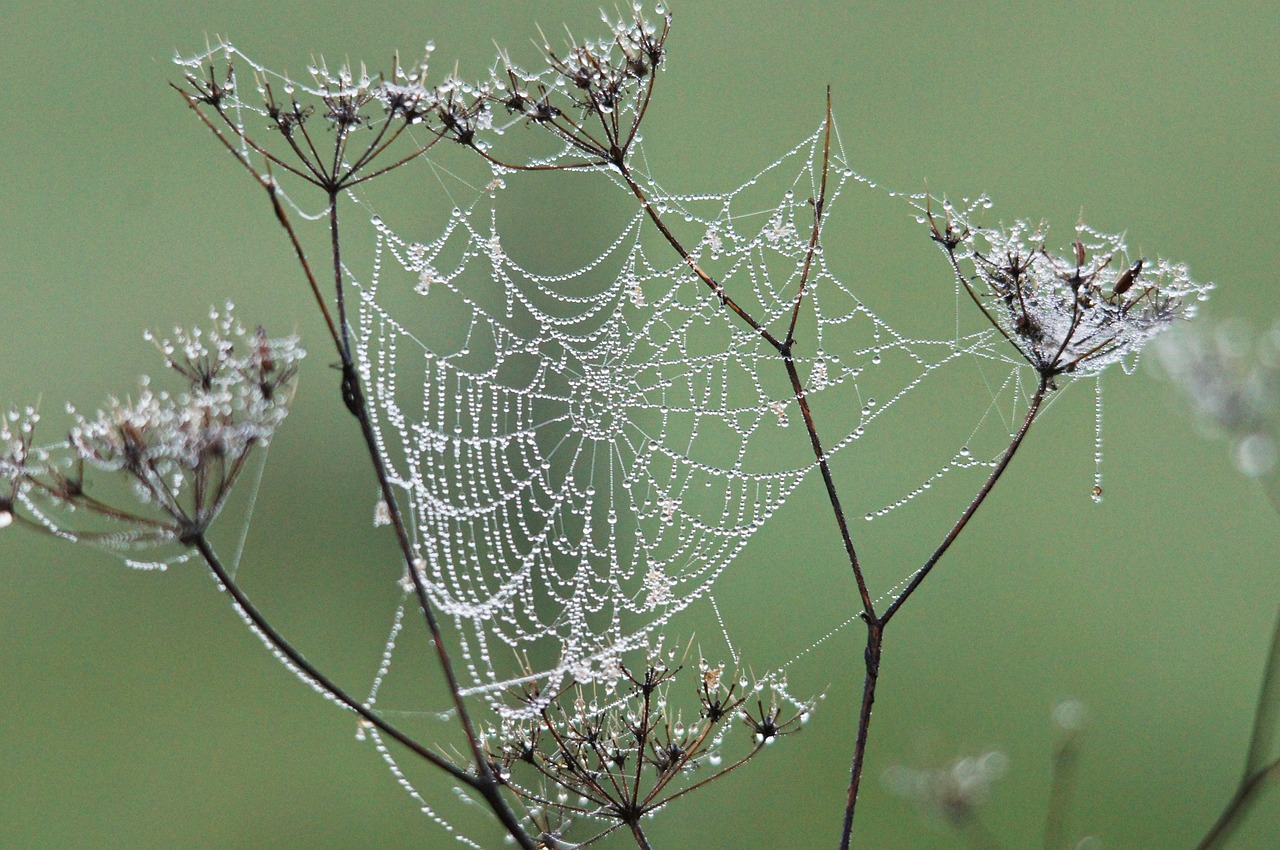 cobweb dew nature free photo