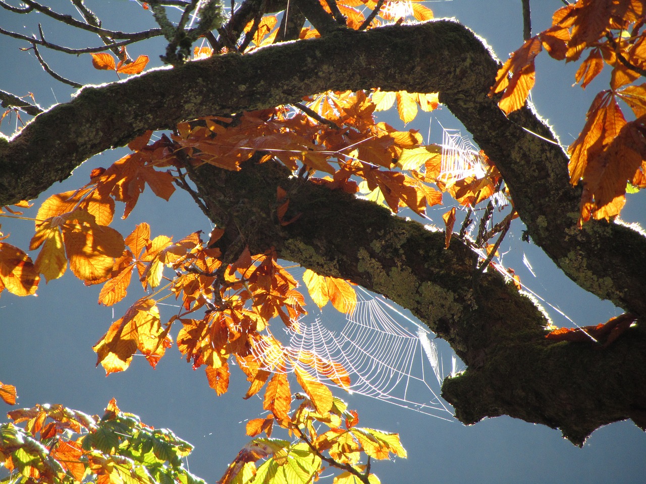 cobweb autumn leaves free photo