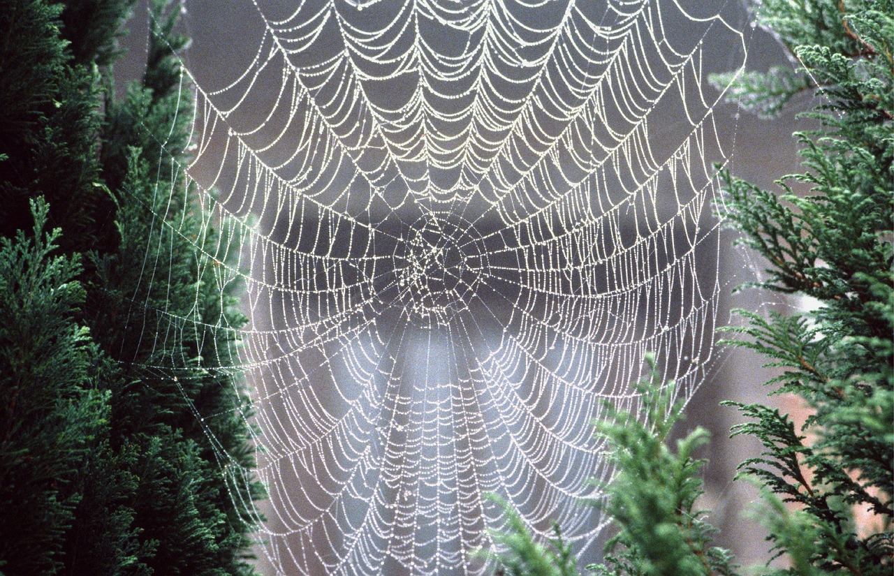cobweb dewdrop morgentau free photo
