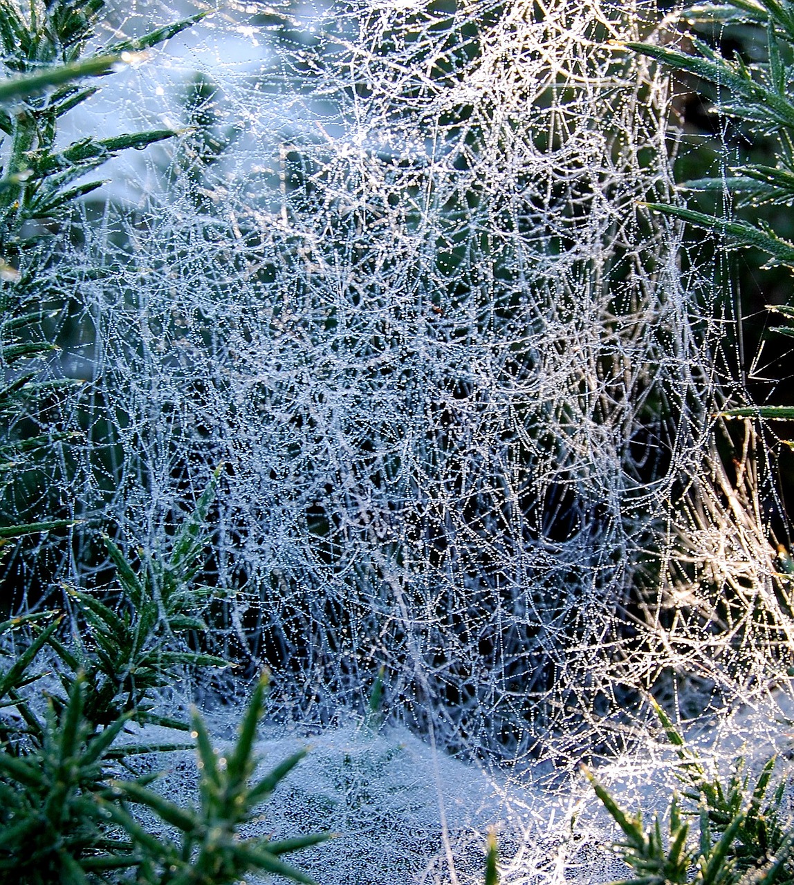 cobweb morning dew free photo