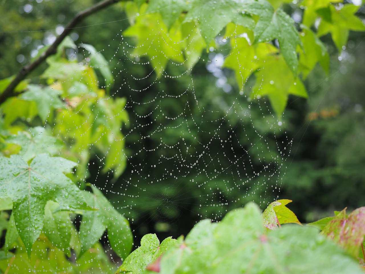 cobweb raindrop network free photo