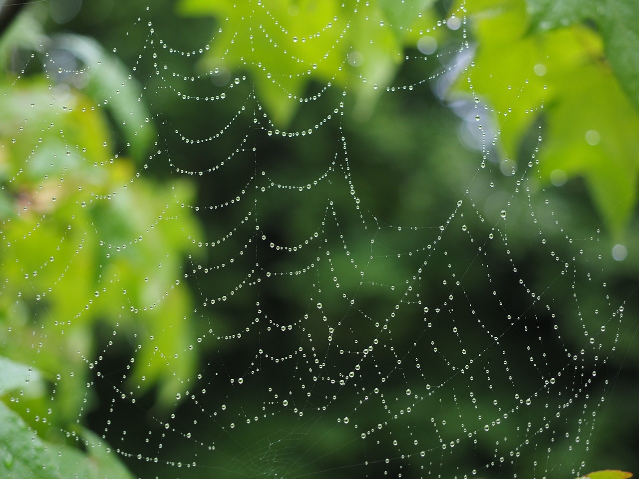 cobweb raindrop network free photo