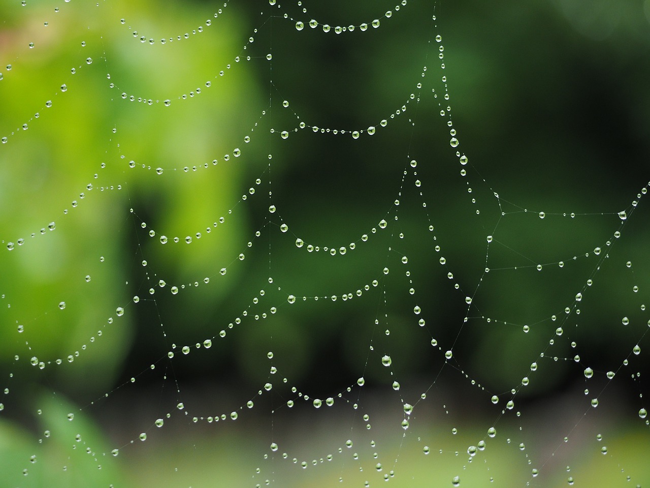 cobweb raindrop network free photo