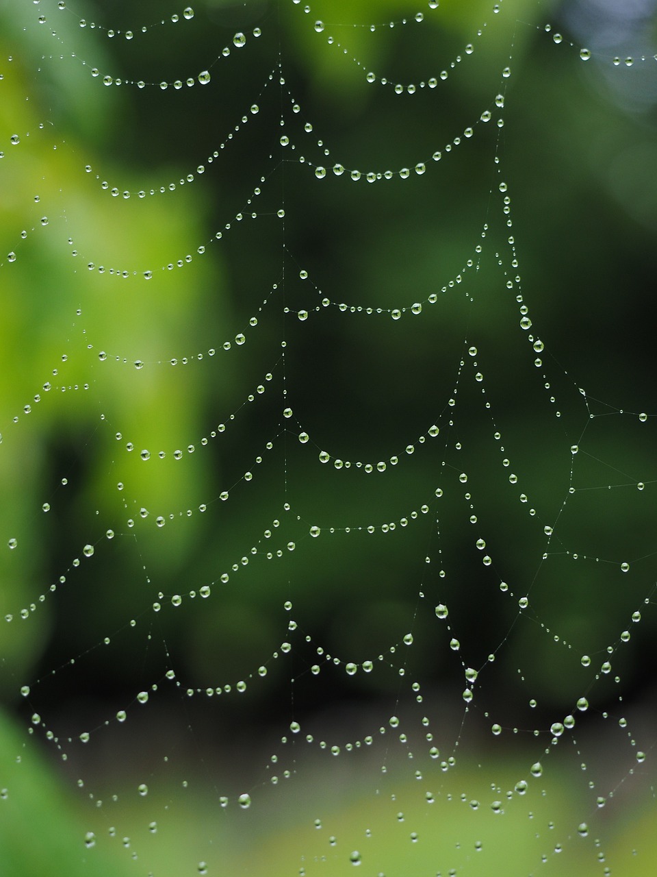 cobweb raindrop network free photo