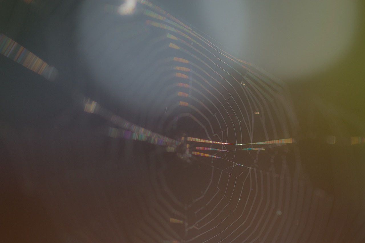 cobweb out of focus spider free photo