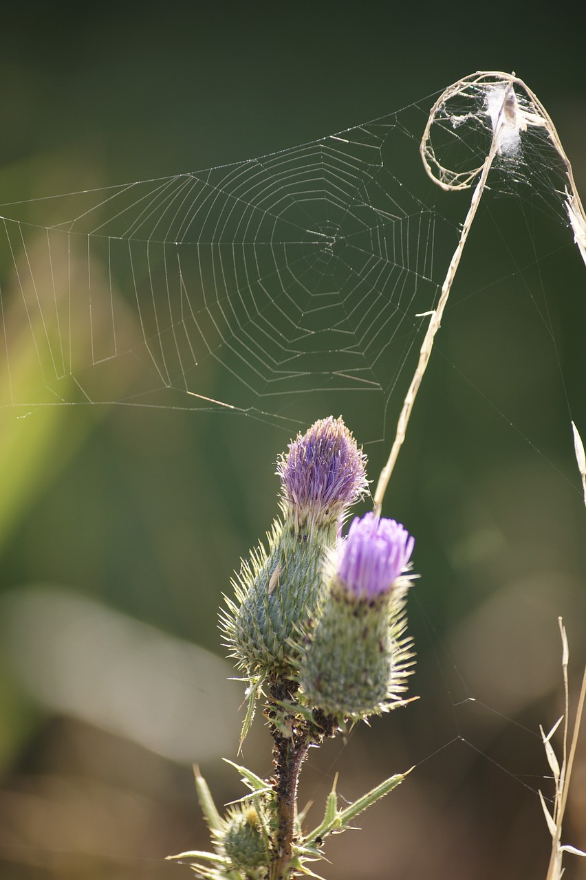 cobweb flower summer free photo