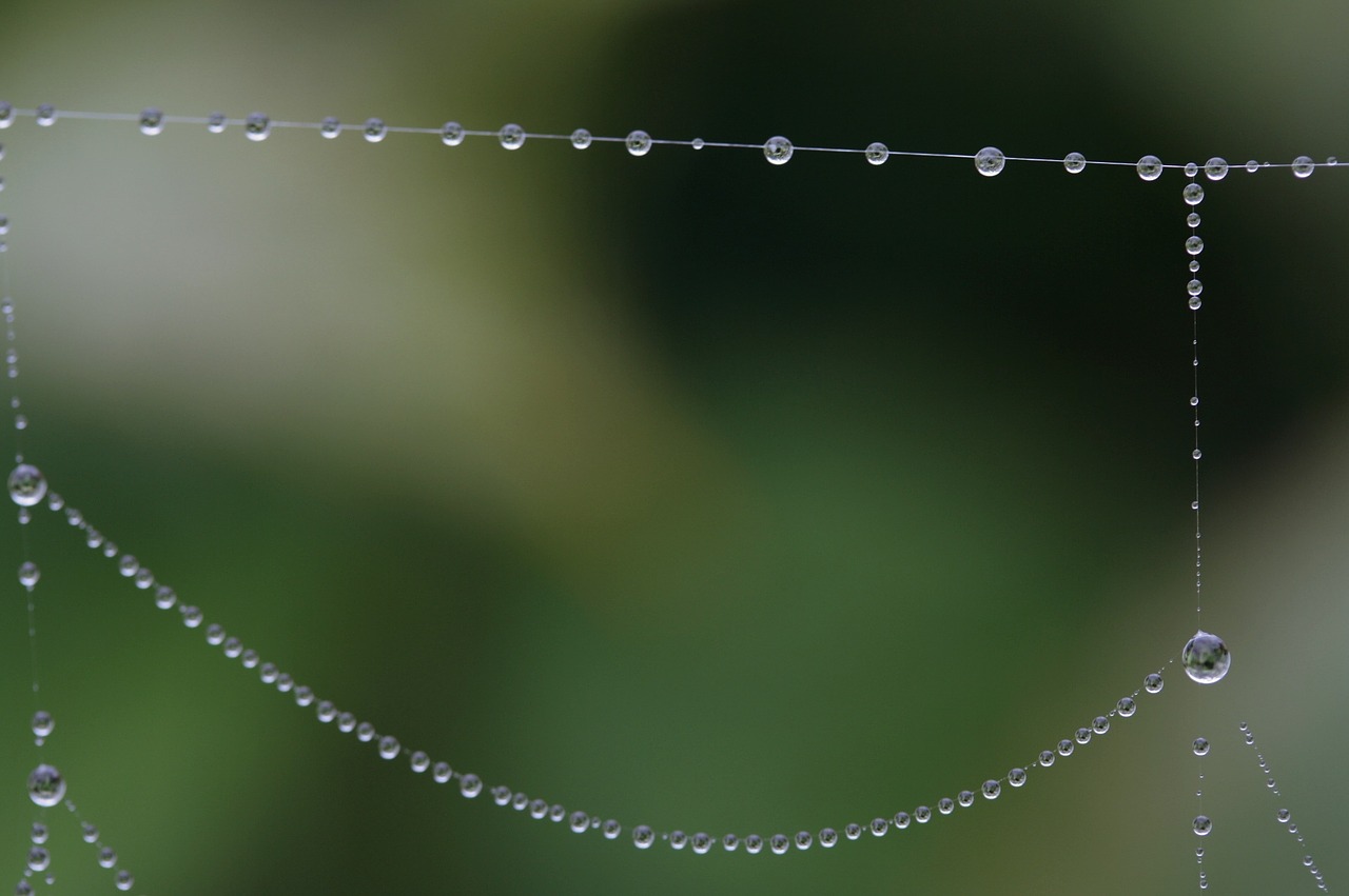 cobweb dew nature free photo