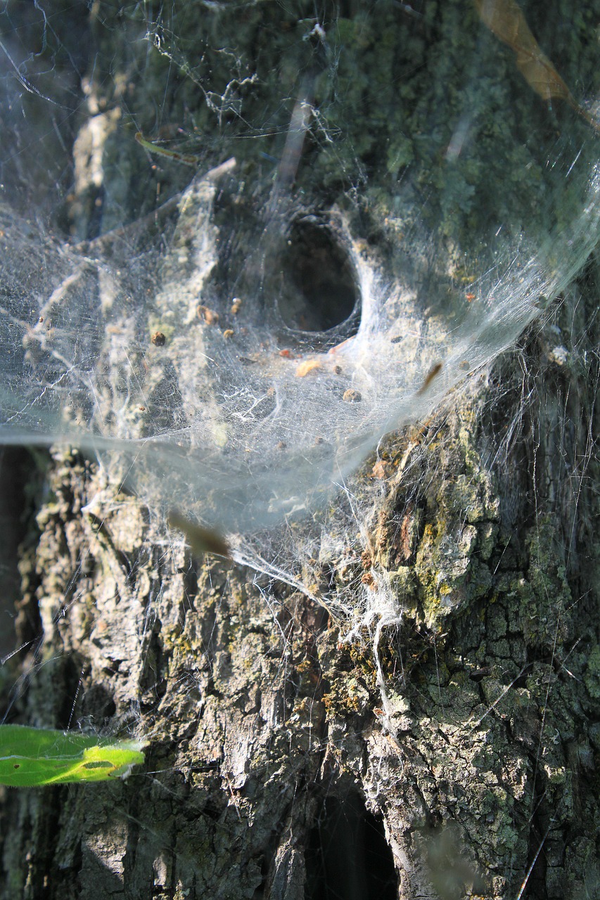 cobweb nest spider free photo