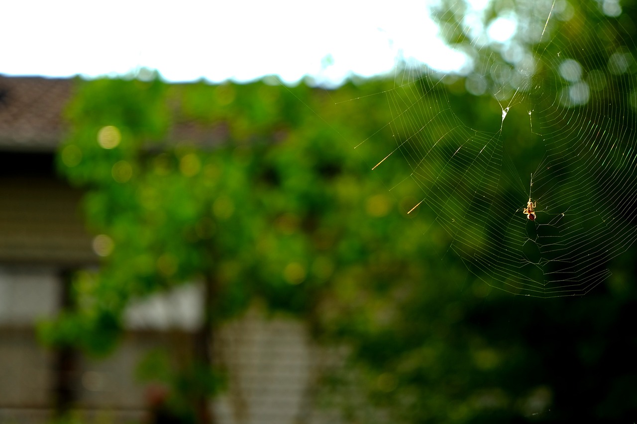 cobweb spider nature free photo