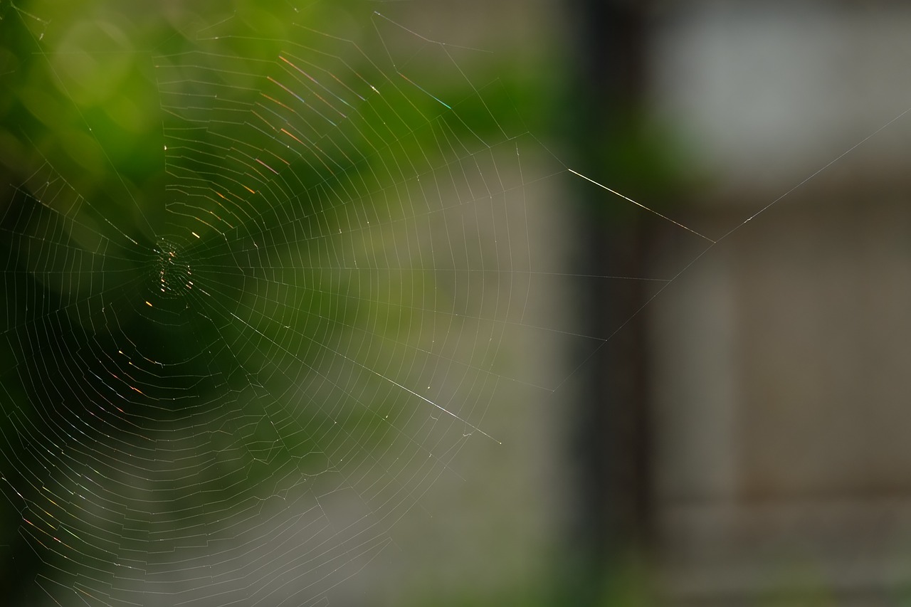 cobweb spider insect free photo