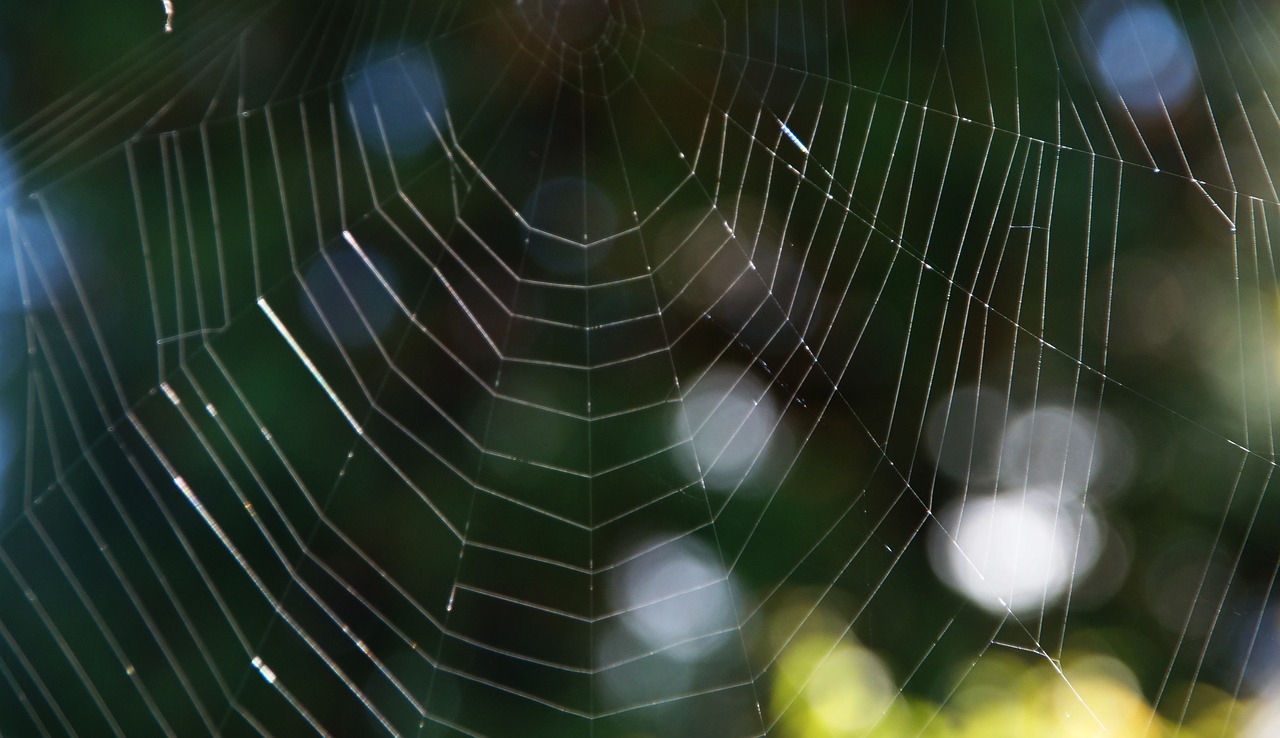 cobweb network weave free photo