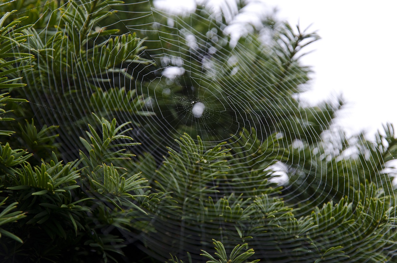 cobweb web spider web free photo