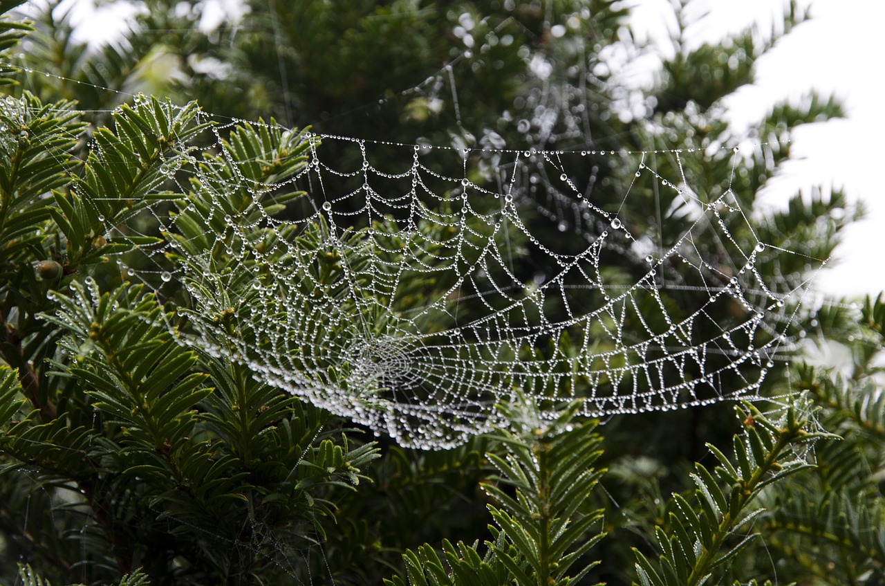 cobweb web spider web free photo