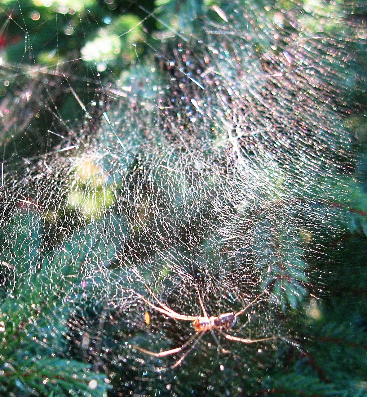 cobweb autumn autumn mood free photo