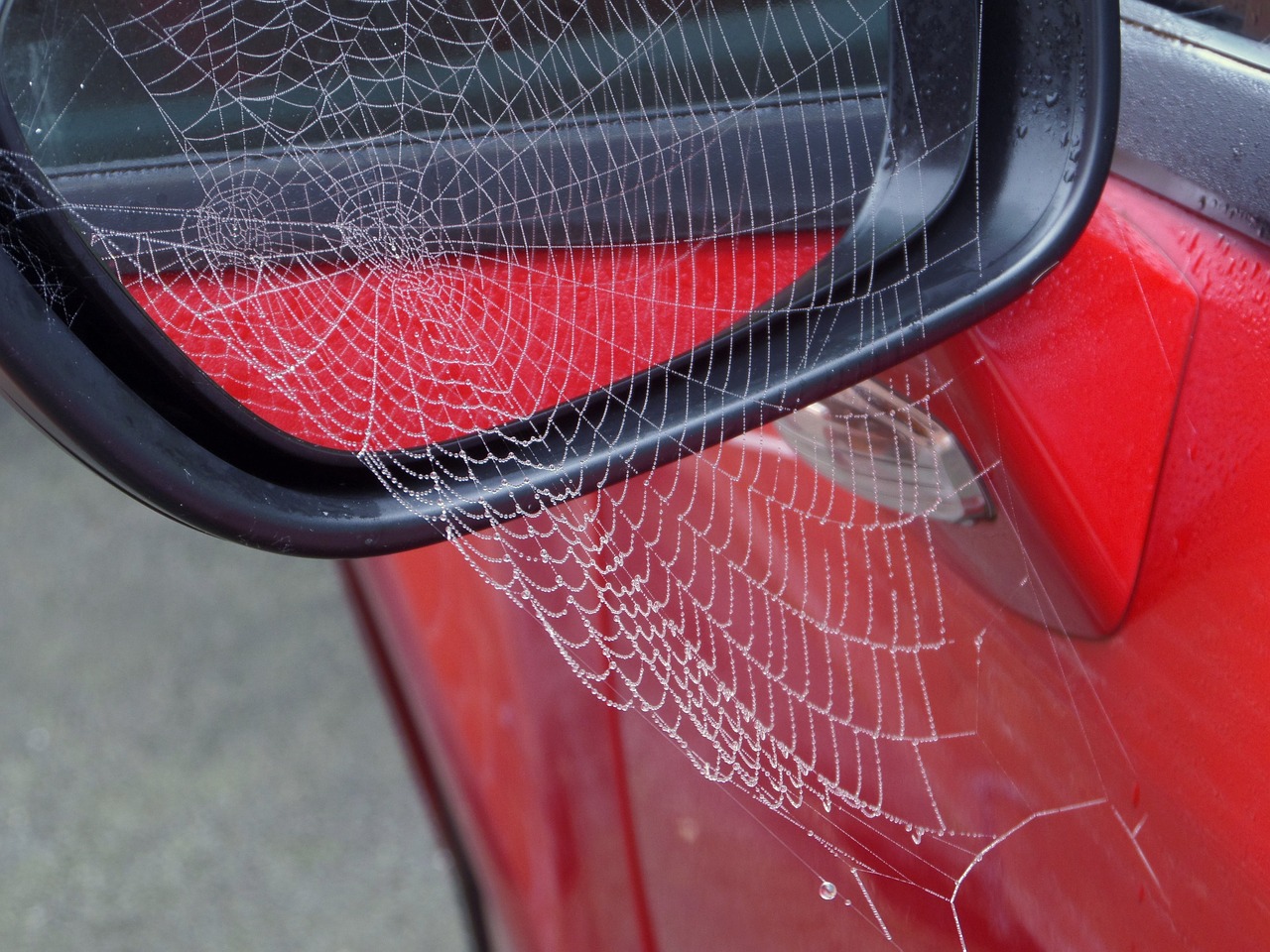 cobweb morning rosa free photo