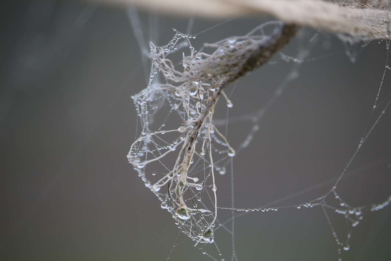 cobweb autumn fog free photo