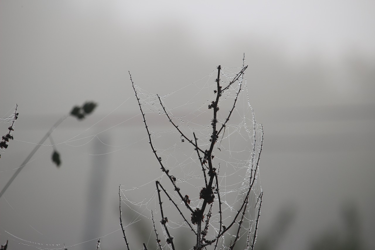 cobweb autumn fog free photo