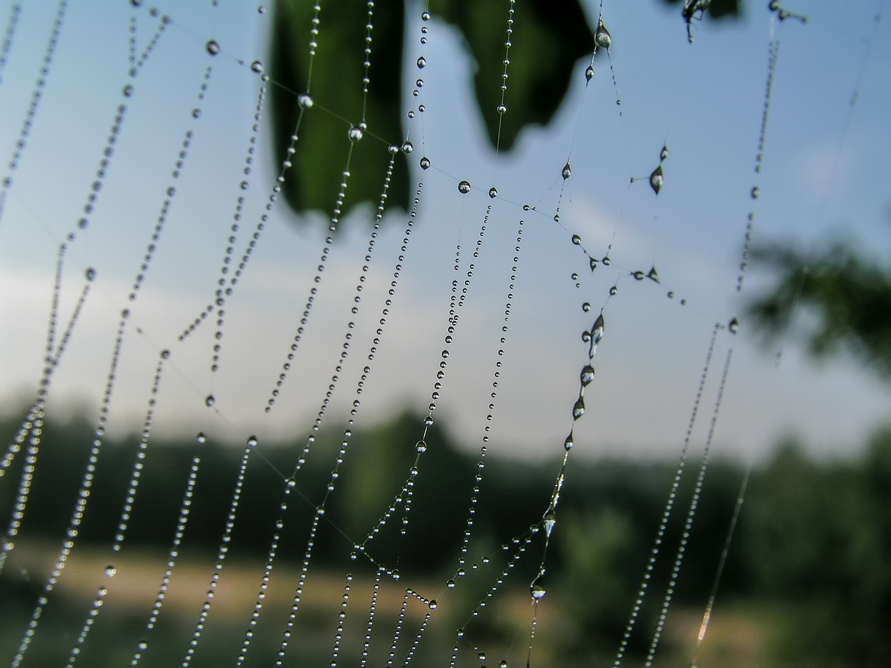 cobweb drops rosa meadow free photo