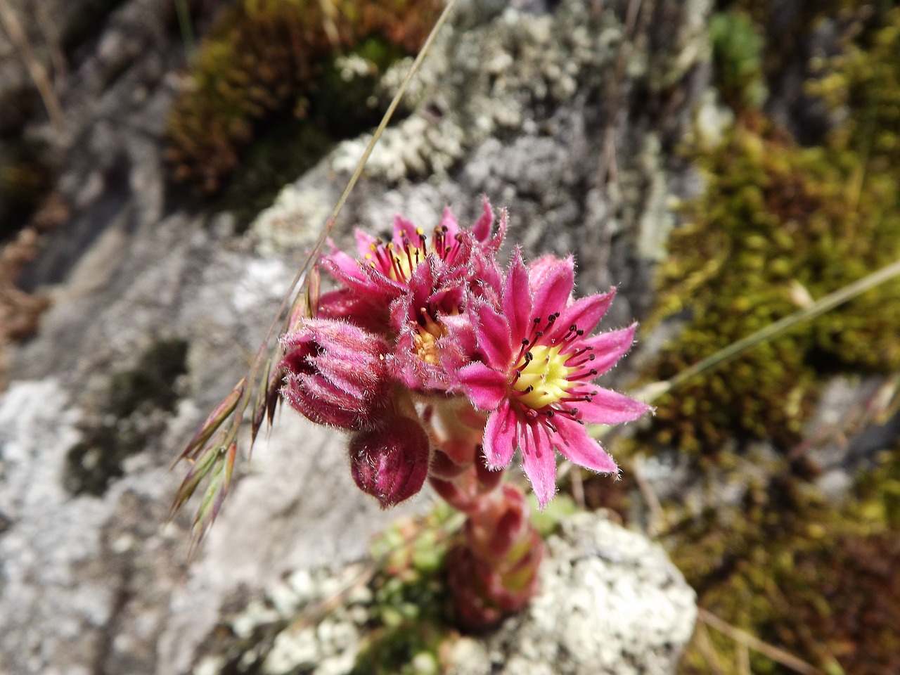 cobweb houseleek herb sempervivum arachnoideum free photo