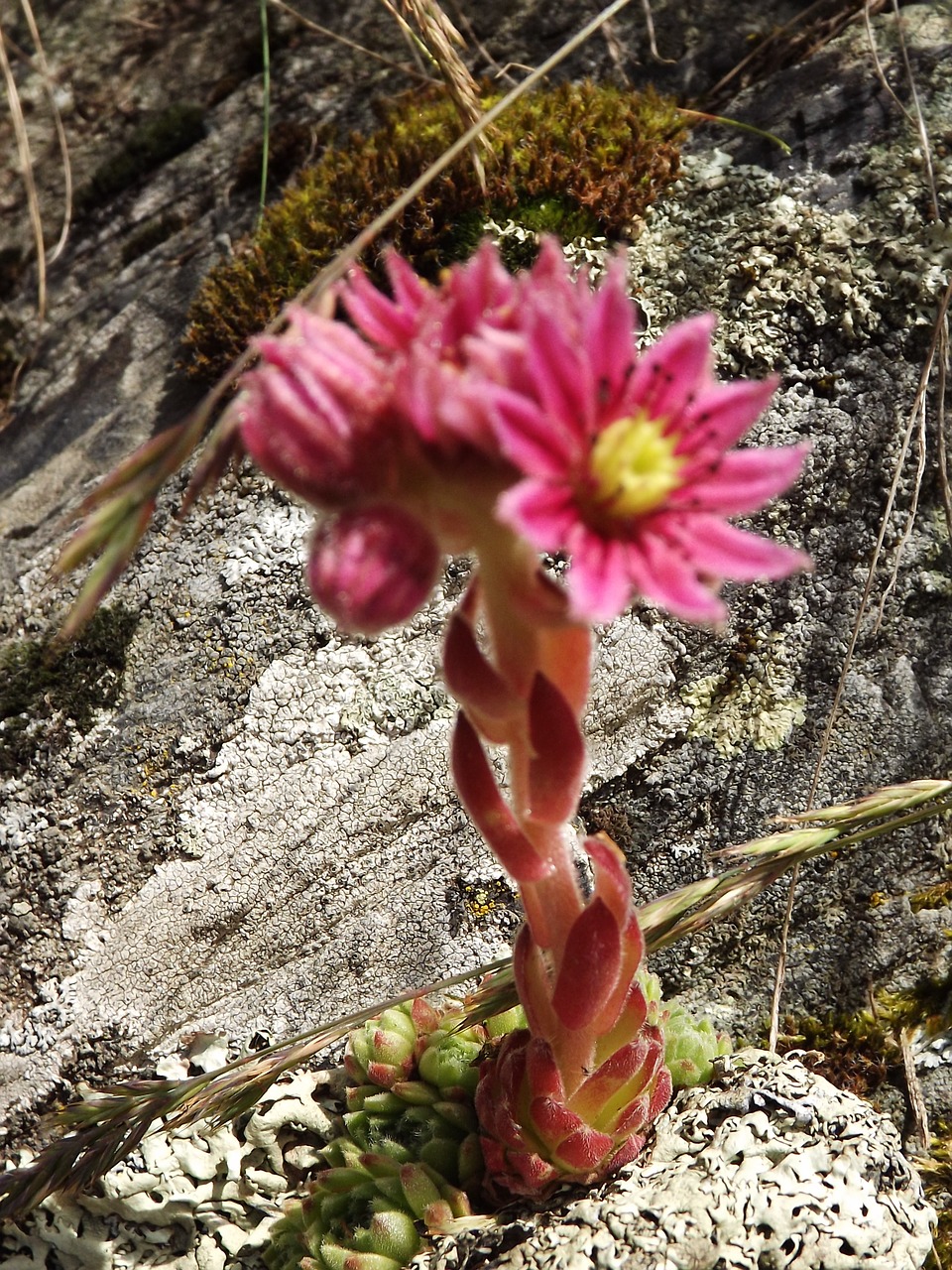 cobweb houseleek herb sempervivum arachnoideum free photo