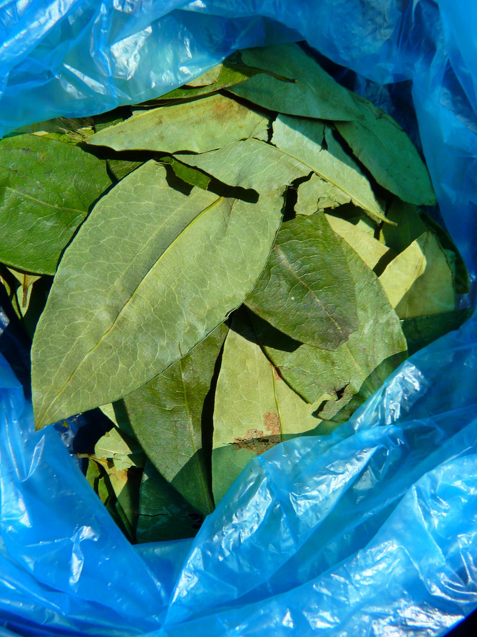 Coca leaves,coca,plant,free pictures, free photos free image from