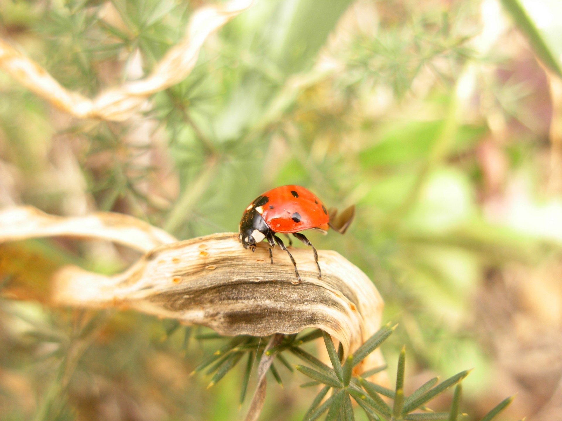 insect ladybug nature free photo