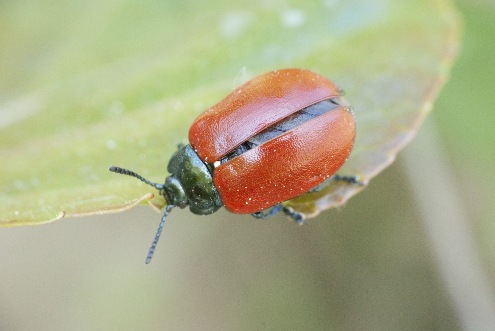 insect red leaf free photo