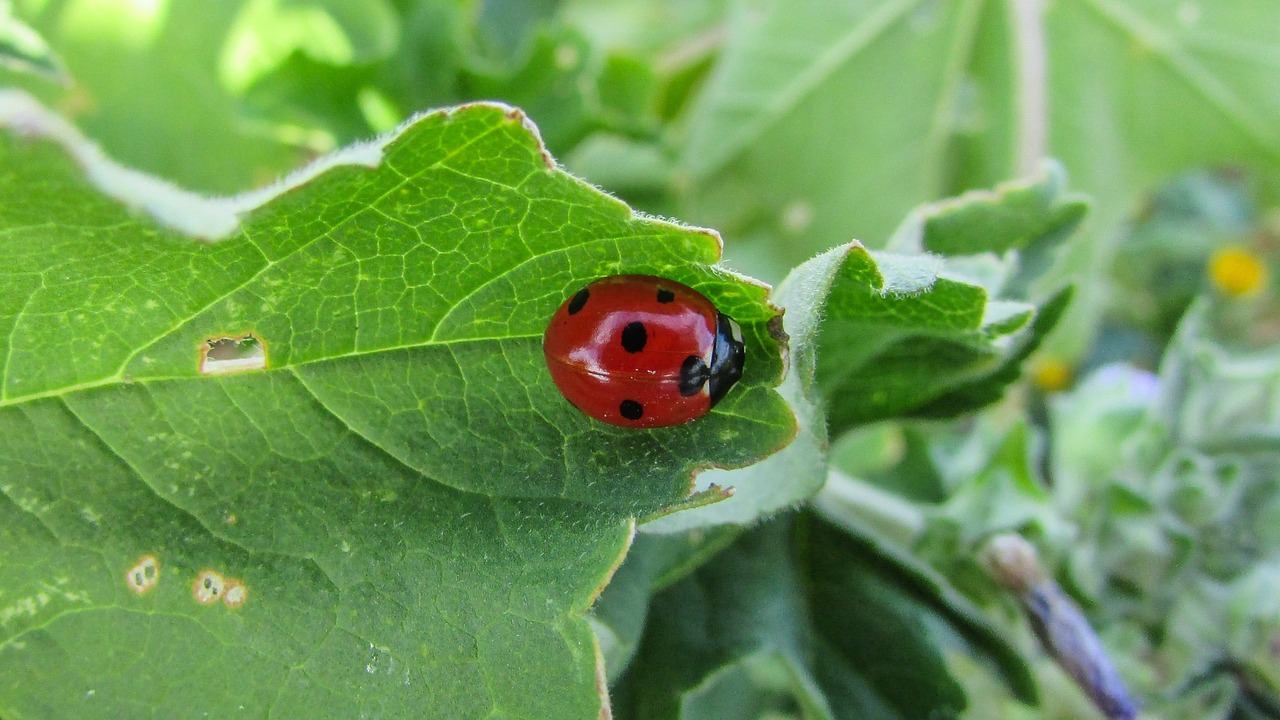 coccinella septempunctata insect nature free photo