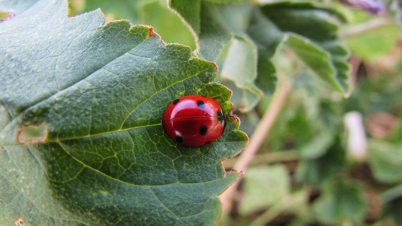 coccinella septempunctata insect nature free photo