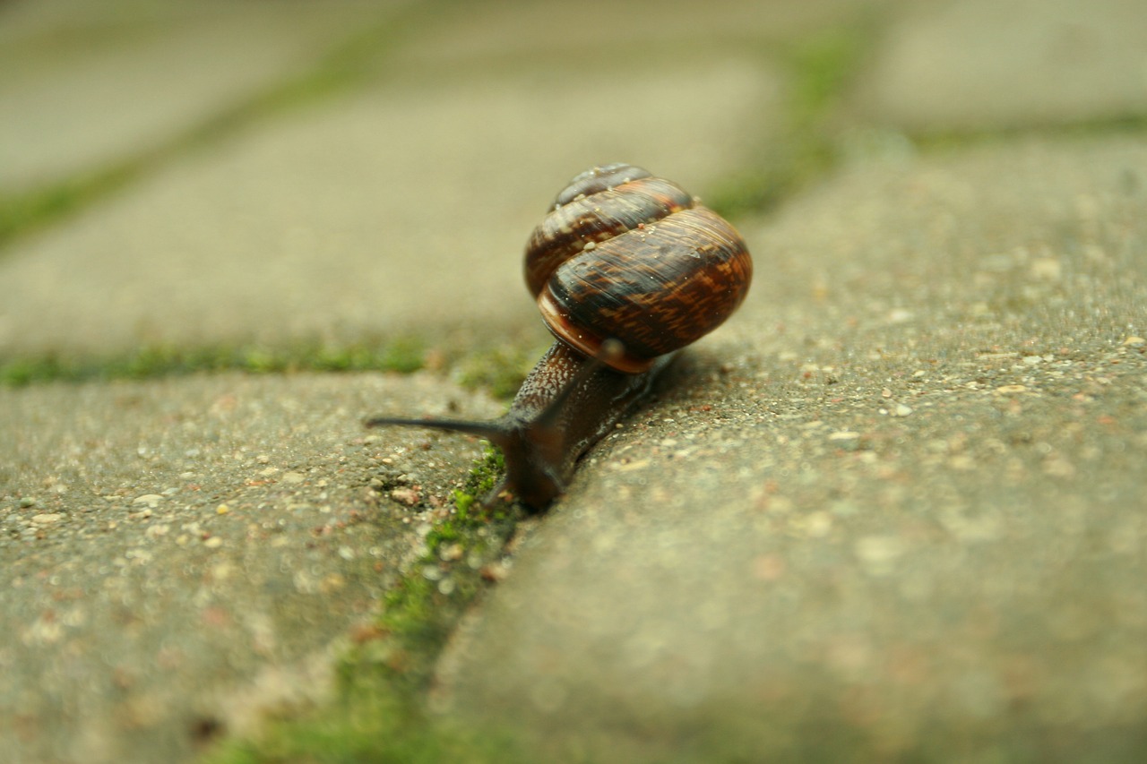 cochlea house a free photo