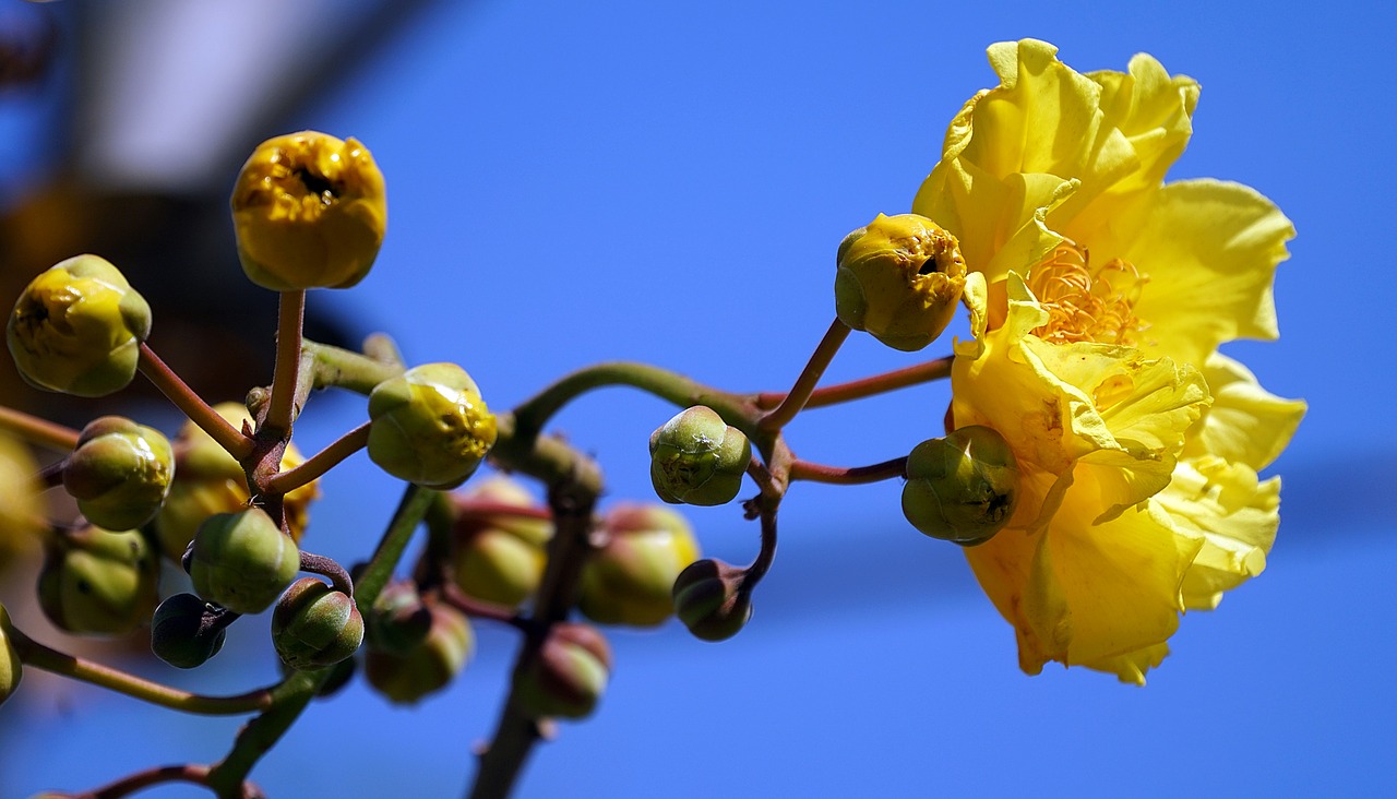 cochlospermum regium yellow cotton tree yellow free photo